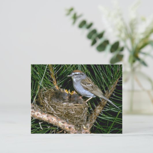 Chipping Sparrow en twee nestlings Briefkaart (Staand voorkant)