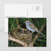 Chipping Sparrow en twee nestlings Briefkaart (Voorkant / Achterkant)