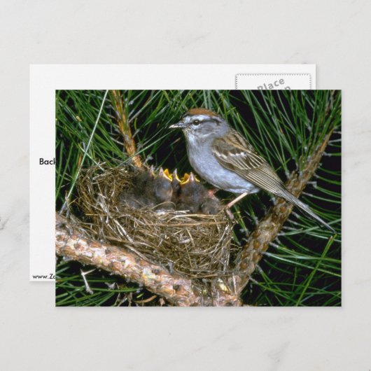Chipping Sparrow en twee nestlings Briefkaart (Voorkant / Achterkant)