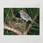 Chipping Sparrow en twee nestlings Briefkaart (Voorkant)