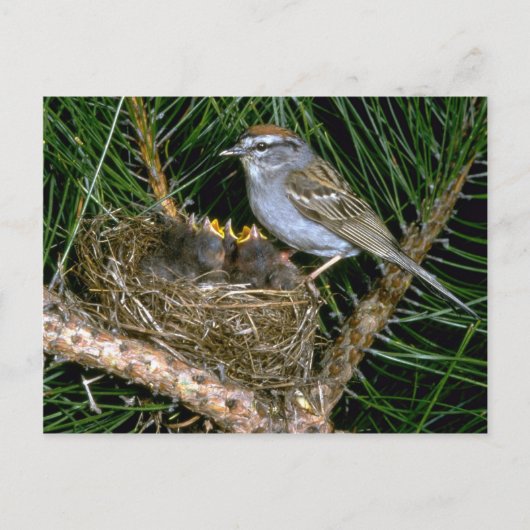 Chipping Sparrow en twee nestlings Briefkaart (Voorkant)