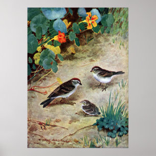 Chipping Sparrow Family en Nasturtiums Poster