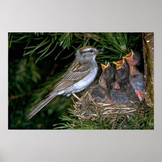 Chipping Sparrow geeft jonge Poster (Voorkant)