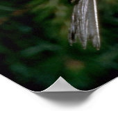 Chipping Sparrow geeft jonge Poster (Hoek)