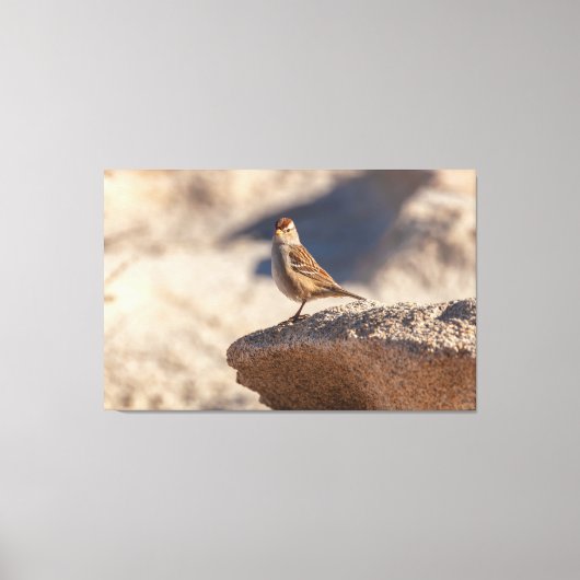 Chipping Sparrow op de rots Canvas Afdruk (Voorkant)