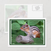 Chippy Briefkaart (Voorkant / Achterkant)
