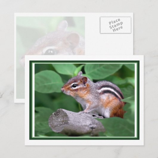 Chippy Briefkaart (Voorkant / Achterkant)
