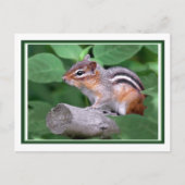 Chippy Briefkaart (Voorkant)