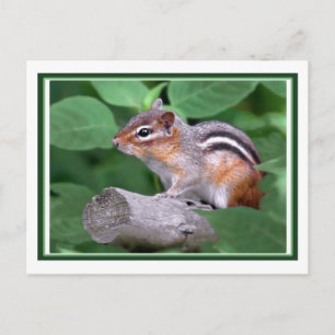 Chippy Briefkaart