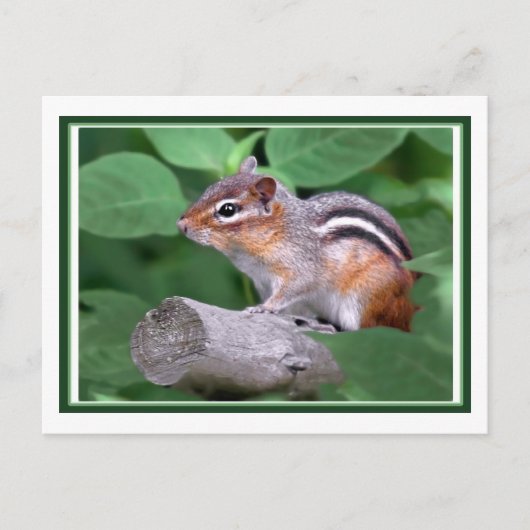 Chippy Briefkaart (Voorkant)