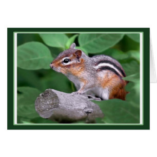 Chippy de Chipmunk