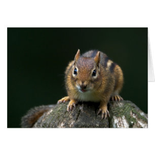 Chippy de Chipmunk