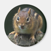 Chippy de Chipmunk magneet (Voorkant)