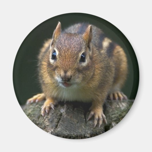 Chippy de Chipmunk magneet (Voorkant)