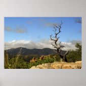 Chiricahua Mountains, AZ. Poster (Voorkant)