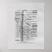Chiropractische Spinale Nerves  Print (Voorkant)