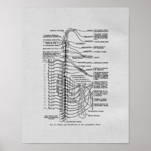 Chiropractische Spinale Nerves  Print