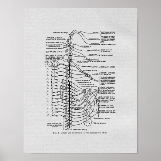 Chiropractische Spinale Nerves  Print (Voorkant)