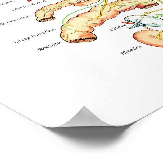 Chiropractische subluxe Spinale Nerves ANS Chart Poster (Hoek)