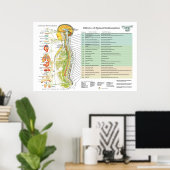 Chiropractische subluxe Spinale Nerves ANS Chart Poster (Thuiskantoor)