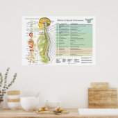 Chiropractische subluxe Spinale Nerves ANS Chart Poster (Keuken)