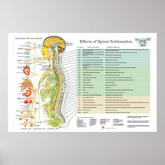 Chiropractische subluxe Spinale Nerves ANS Chart Poster