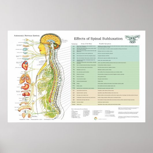 Chiropractische subluxe Spinale Nerves ANS Chart Poster (Voorkant)