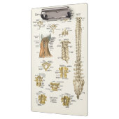 Chiropraktijk Cervical Spine Anatomy Clipboard Klembord (Links)