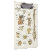 Chiropraktijk Cervical Spine Anatomy Clipboard Klembord (Rechts)