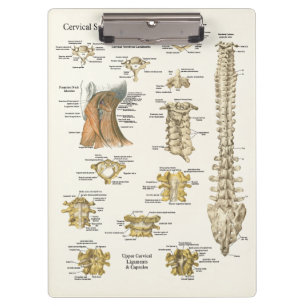 Chiropraktijk Cervical Spine Anatomy Clipboard Klembord
