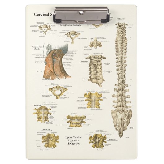 Chiropraktijk Cervical Spine Anatomy Clipboard Klembord (Voorkant)