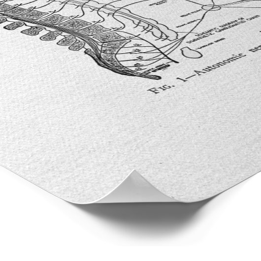 Chiropraktijkgerichte autonome zenuwen  afdrukken poster (Hoek)