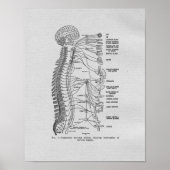 Chiropraktijkgerichte autonome zenuwen  afdrukken poster (Voorkant)