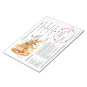 Chiropraktijkzorg voor autoinfecties notitieblok (Schuin)