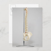 Chiropraktisch skelet briefkaart (Voorkant / Achterkant)