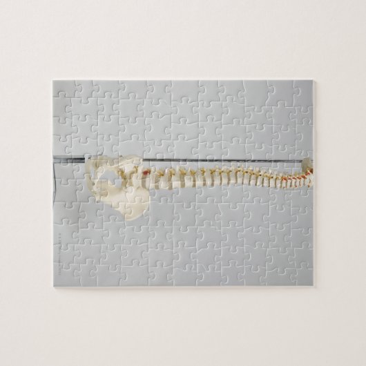 Chiropraktisch skelet legpuzzel (Horizontaal)