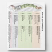 Chiropraktische effecten van ruggegraatsubluxe Eas Fotoplaat (Voorkant)