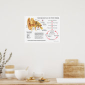 Chiropraktische zorg voor otitis Media Oorinfectie Poster (Keuken)