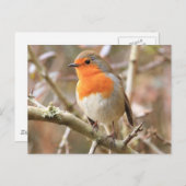 Chirpy Robin Briefkaart (Voorkant / Achterkant)