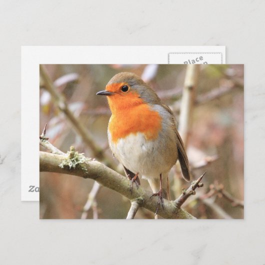 Chirpy Robin Briefkaart (Voorkant / Achterkant)