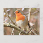 Chirpy Robin Briefkaart (Voorkant)