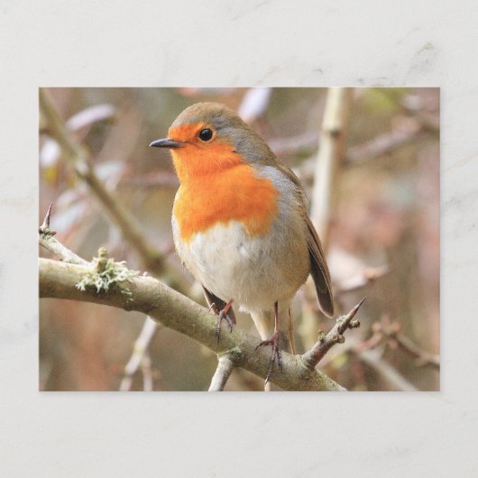 Chirpy Robin Briefkaart (Voorkant)
