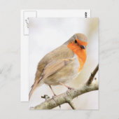 Chirpy Robin Briefkaart (Voorkant / Achterkant)