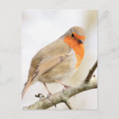Chirpy Robin Briefkaart (Voorkant)