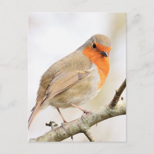 Chirpy Robin Briefkaart (Voorkant)