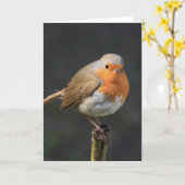 Chirpy Robin Kaart (Gele Bloem)