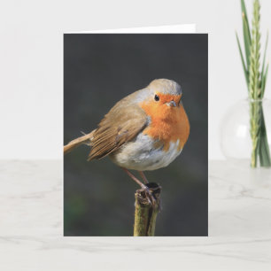 Chirpy Robin Kaart