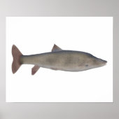 Chirruh Snowtrout Poster (Voorkant)