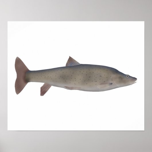 Chirruh Snowtrout Poster (Voorkant)