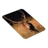 Chital Natural Habitat | Bandhavgar National Park Magneet (Rechterzijde)